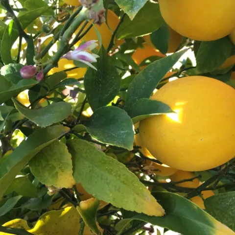 Meyer Lemon