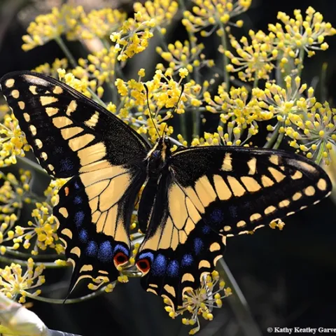 Newly eclosed anise swallowtail, Papilio zelicaon. (Photo by Kathy Keatley Garvey)