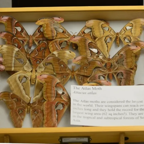 These are Atlas moths (Attacus atlas), found in the rain forests of Asia. This moth has a wingspan that can measure 10 to 11 inches. (Photo by Kathy Keatley Garvey)