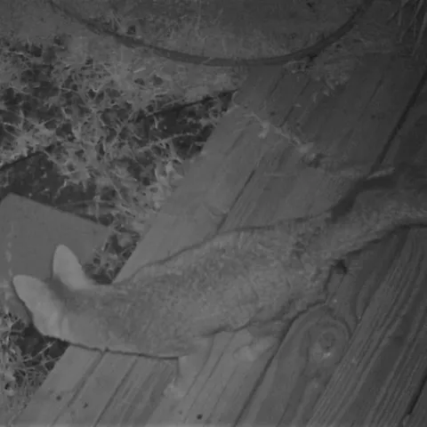 Gray fox (Urocyon cinereoargenteus)