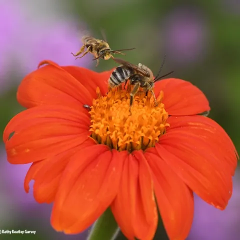 A male Svastra dive-bombs another male on a Mexican sunflower (Tithonia). This image was taken with a fast shutter speed of 1/3200 of a second. (Photo by Kathy Keatley Garvey)