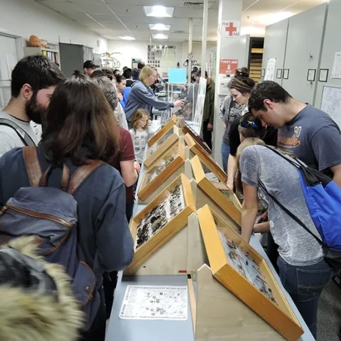 Thousands attended the UC Davis Biodiversity Museum Day; a video is now posted on YouTube. Here visitors check out the displays at the Bohart Museum of Entomology. The 2019 Biodiversity Museum Day is set Feb. 16. (Photo by Kathy Keatley Garvey)
