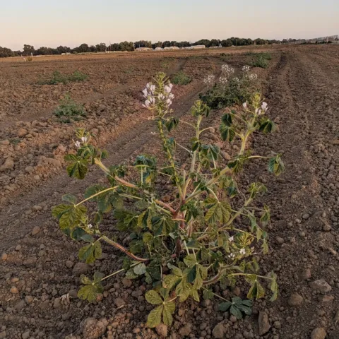 African spiderflower on fallow ground at the research farm