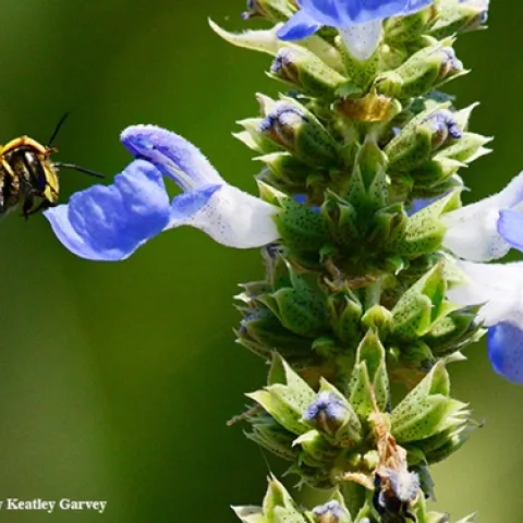 European wool carder bee, Anthidium manicatum, heads toward a blue spike sage, Salvia uliginosa. (Photo by Kathy Keatley Garvey)