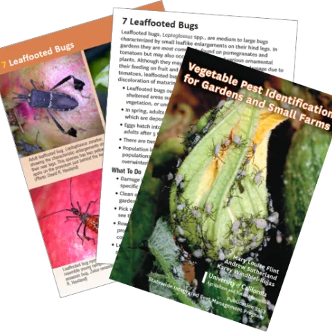 Vegetable Pest ID Cards.