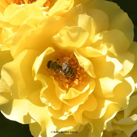 You're likely to see lots of bees at the Open Farm Tour, especially in the Morningsun Herb Farm nursery. (Photo by Kathy Keatley Garvey)