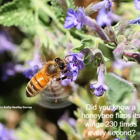 National Honey Bee Day