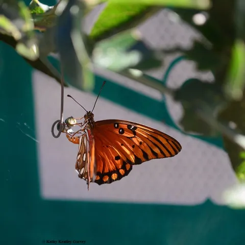 Gulf Fritillary Agraulis vanillae), an orangish-reddish butterfly of the family Nymphalidae, lays its eggs on its host plant, Passiflora. They often lay their eggs on the tendrils. (Photo by Kathy Keatley Garvey)