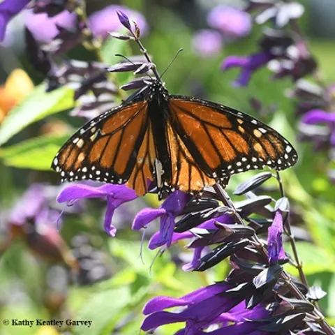 A tattered, torn and tired monarch nectars on a salvia in the Kate Frey Pollinator Garden at Sonoma Cornerstone. (Photo by Kathy Keatley Garvey)