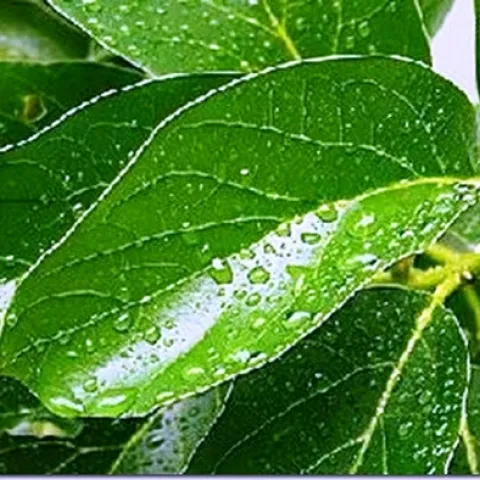 avocado leaves waxy