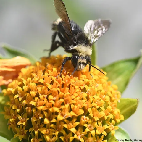 A yellow-faced bumble bee, Bombus vosnesenskii, foraging on a Mexican sunflower (Tithonia) in Vacaville, Calif. (Photo by Kathy Keatley Garvey)