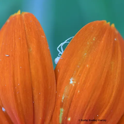 Yes, we can see you. A crab spider on Mexican sunflower (Tithonia). (Photo by Kathy Keatley Garvey)