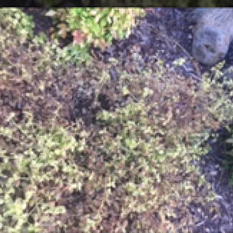 Ceanothus 'Diamond Heights'