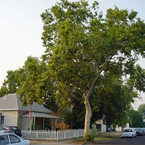 Urban foresters in inland cities of California should begin reconsidering their palettes of common street trees to prepare for climate change.