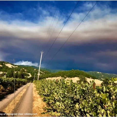 Grapes are particularly to smoke taint when growing close to a wildfire. (Photo: Facebook.com/CalFire)