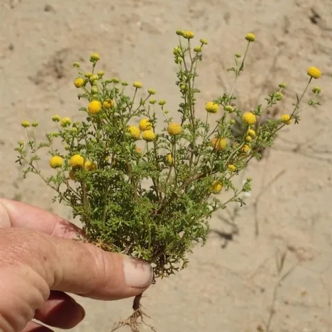 Stinknet plant. (Credit: Ron Vanderhoff)