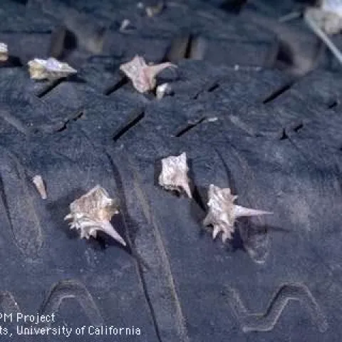 Dried puncturevine spikes in tires, UC ANR