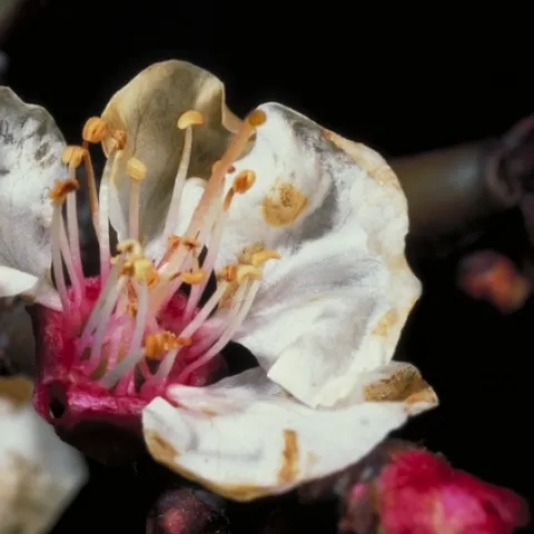 <b>Brown Rot on Blossom</b><br>Photo by Jack Kelly Clark, courtesy UC Statewide IPM Program