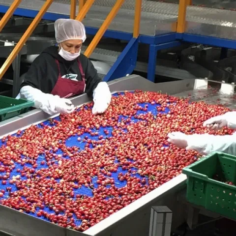Sweet cherries are among the agricultural industries expected to experience economic losses due to new trade tariffs, according to a UC Agricultural Issues Center report. In 2016-17, $145 million of sweet cherries were exported to China and Hong Kong.