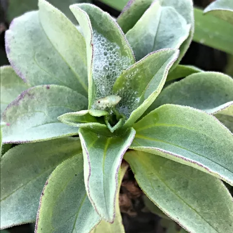 Meadow spittlebug nymph at the Bodega Marine Reserve. (Photo by Mikaela Huntzinger)