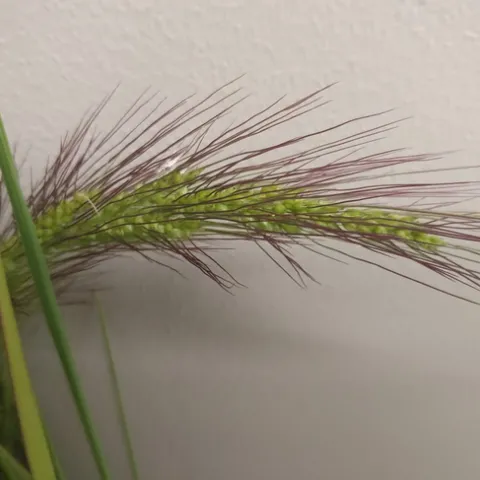 Seed head of unknown watergrass species (Echinochloa spp.) Notice visible purple awns.
