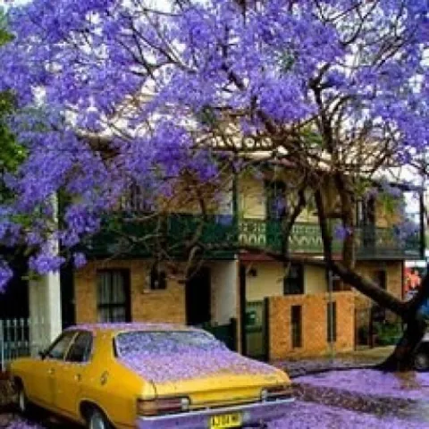 Jacaranda flowers dropping on sidewalk and car.