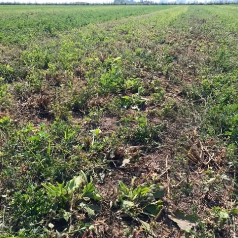 Weeds in alfalfa in the Sacramento Valley