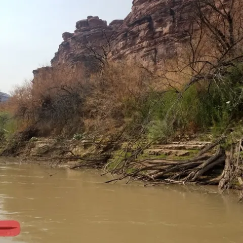 Defoliated tamarisk, some willows coming up in the understory.