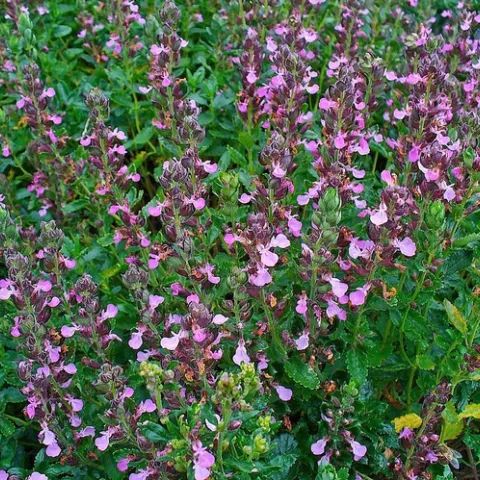 Teucrium chamaedrys