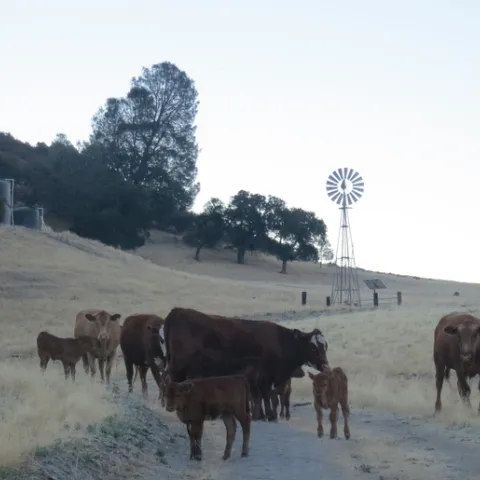Cows and calves on rangeland