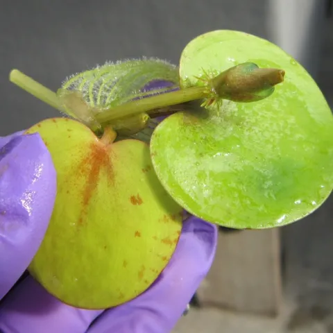 A new plant developing at the end of a stolon.