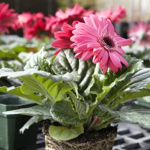 Healthy Gerbera plant and roots