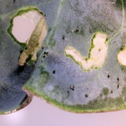 Fig.1. Characteristic window panning injury from Diamondback larva feeding on a broccoli leaf.
