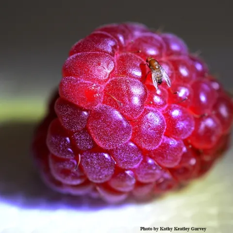 Spotted wing drosophila on a raspberry. Both Frank Zalom and Joanna Chiu of the UC Davis Department of Entomology and Nematology faculty, research collaborators, will speak on this pest. (Photo by Kathy Keatley Garvey)