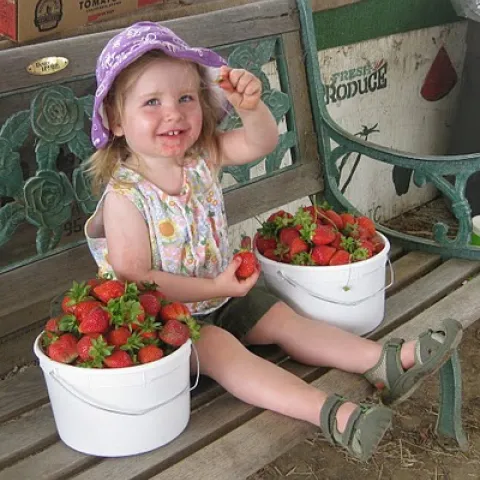 Strawberries! - Pacific Star Gardens