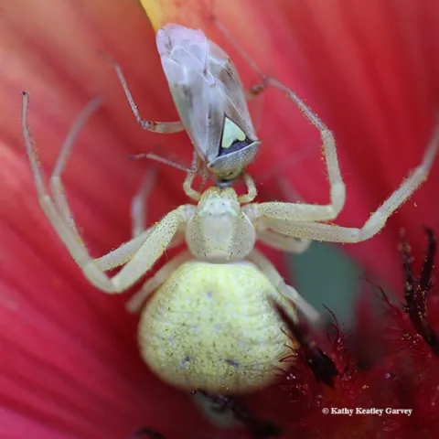 A crab spider snares a Lygus bug. Emily Bick, for her doctorate, is behaviorally manipulating a pesticide-resistant insect (Lygus spp.) away from high-value horticultural crops using a push-pull strategy. (Photo by Kathy Keatley Garvey)