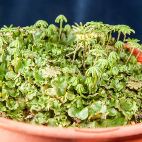 20171120-S Tjosvold MG 1034