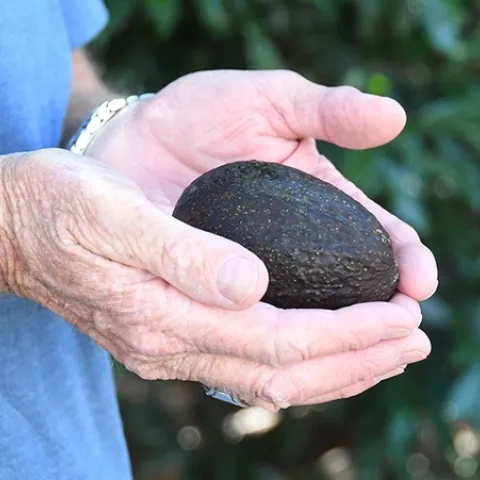 Los adictos al aguacate conocen a esta fruta como una auténtica diosa que nunca desilusiona, nunca engaña, nunca te deja insatisfecho. (Fotografía por Kathy Keatley Garvey)