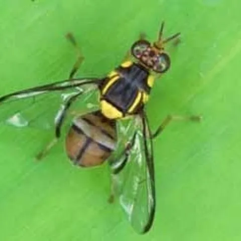 Oriental fruit fly adult. [Credit: County of San Diego]