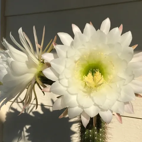 cereus cactus 2