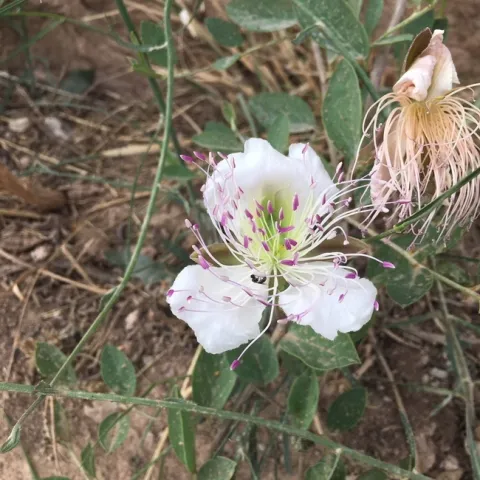 Capparis (1)