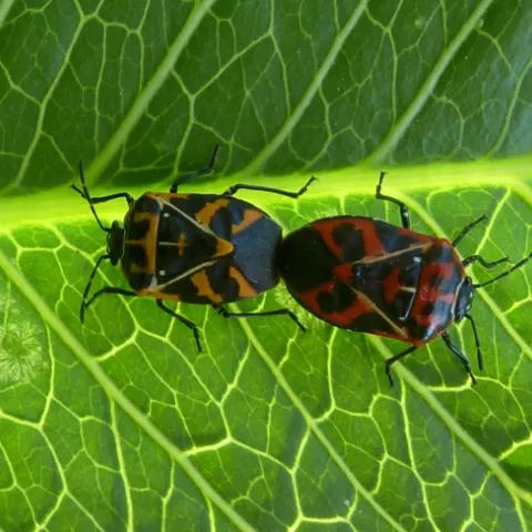 stink bugs mating