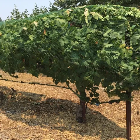 Black Monukka grape (photos by Tina Saravia)