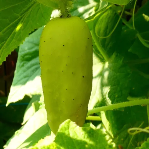 photos by Launa Herrmann