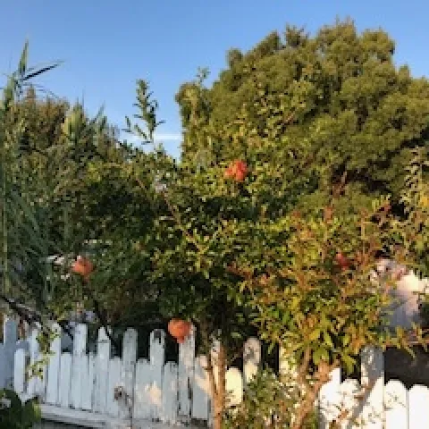 photos by Betty Homer