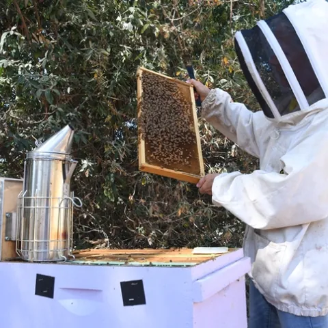 Wendy Mather, program manager of the California Master Beekeeper Program, checks out a frame at the Harry H. Laidlaw Jr. Honey Bee Research Facility, UC Davis. (Photo by Kathy Keatley Garvey)