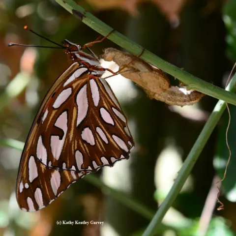 A newly eclosed female Gulf Fritillary (Agraulis vanillae) hanging from her empty chrysalis. (Photo by Kathy Keatley Garvey)