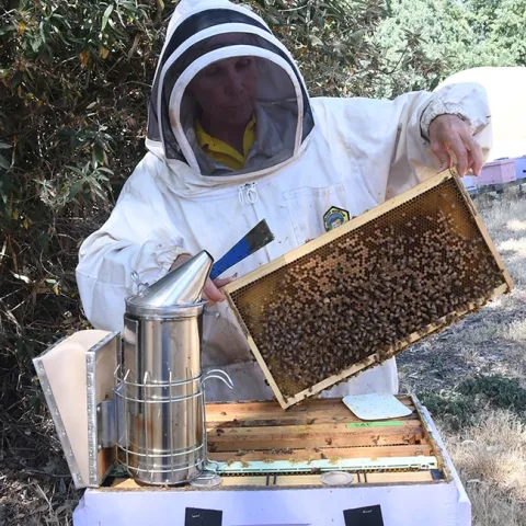 Wendy Mather, program manager of the California Master Beekeeper Program, holds a frame at the Harry H. Laidlaw Jr. Honey Bee Research Facility. (Photo by Kathy Keatley Garvey)