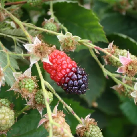 July 11, 2017 fruit 1.