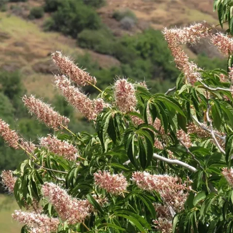 Buckeye in upper Bidwell Park. Photo by Jeanette Alosi